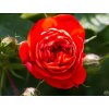 Růže 'Carmen Starlet Rose®' (Balení speciální balení)