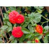Růže 'Carmen Starlet Rose®' (Balení speciální balení)