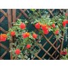 Růže 'Carmen Starlet Rose®' (Balení speciální balení)
