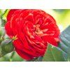 Růže 'Carmen Starlet Rose®' (Balení speciální balení)