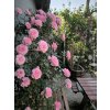 Růže 'Eva Starlet Rose®'  Rosa 'Eva Starlet Rose®'