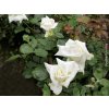 85400 2 ruze john paul ii