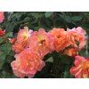 Růže 'Westerland®'  Rosa 'Westerland®'
