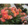 Růže 'Westerland®'  Rosa 'Westerland®'