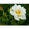 white covel 2