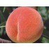 Broskvoň 'Iskra'  Prunus persica 'Iskra'