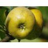 Jabloň 'Hájkova Muškátová Reneta'  Malus domestica 'Hájkova Muškátová Reneta'