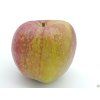Jabloň 'Bláhova Reneta'  Malus domestica 'Bláhova Reneta'