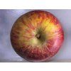 Jabloň 'Bláhova Reneta'  Malus domestica 'Bláhova Reneta'