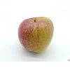 Jabloň 'Bláhova Reneta'  Malus domestica 'Bláhova Reneta'