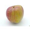 Jabloň 'Bláhova Reneta'  Malus domestica 'Bláhova Reneta'