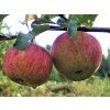 Jabloň 'Beforest'  Malus domestica 'Beforest'