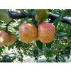 Jabloň 'Beforest'  Malus domestica 'Beforest'