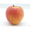 Jabloň 'Muškátová Reneta'  Malus domestica 'Muškátová Reneta'