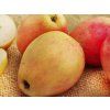 Jabloň 'Česká Pochoutka'  Malus domestica 'Česká Pochoutka'