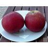 Jabloň 'Táborita'  Malus domestica 'Táborita'