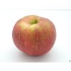 Jabloň 'Táborita'  Malus domestica 'Táborita'