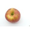 Jabloň 'Táborita'  Malus domestica 'Táborita'