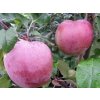 Jabloň 'Roberts'  Malus domestica 'Roberts'