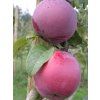Jabloň 'Roberts'  Malus domestica 'Roberts'