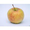 Jabloň 'Auksis'  Malus domestica 'Auksis'