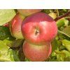 Jabloň 'Auksis'  Malus domestica 'Auksis'