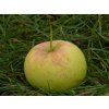 Jabloň 'Auksis'  Malus domestica 'Auksis'
