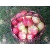 Jabloň 'Grávštýnské červené'  Malus domestica 'Grávštýnské červené'