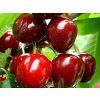 Třešeň 'Udivitelnaja'  Prunus avium 'Udivitelnaja'
