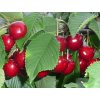 Třešeň 'Udivitelnaja'  Prunus avium 'Udivitelnaja'