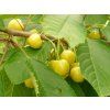 Třešeň 'Aleksandrs'  Prunus avium 'Aleksandrs'