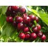 Třešeň 'Jurgita'  Prunus avium 'Jurgita'