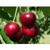 Třešeň 'Jurgita'  Prunus avium 'Jurgita'