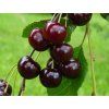 Višeň 'Novella'  Prunus cerasus 'Novella'
