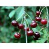 Višeň 'Tamaris'  Prunus cerasus 'Tamaris'