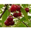 Višeň 'Schokolade'  Prunus cerasus 'Schokolade'