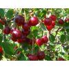 Višeň 'Zagarvysne'  Prunus cerasus 'Zagarvysne'