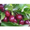 Dřín velkoplodý 'Szafer' - kontejner  Cornus mas 'Szafer'