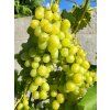 R�va vinn� �Arkadia� (Balen� kontejner C2)