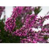 Calluna vulgaris Lianne (3)