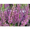 Calluna vulgaris Lianne (1)