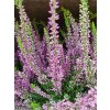 Calluna vulgaris Lianne (2)