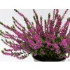Calluna vulgaris Lianne (1)
