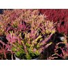 Calluna vulgaris Anna Sophie (2)