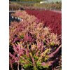 Calluna vulgaris Anna Sophie (3)