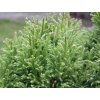 Kryptomerie japonská 'Little Champion'  Cryptomeria japonica 'Little Champion'
