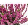 Calluna vulgaris Saphira (4)