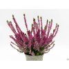 Calluna vulgaris Saphira (1)