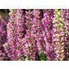 Calluna vulgaris Saphia (2)