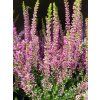Calluna vulgaris Saphia (1)